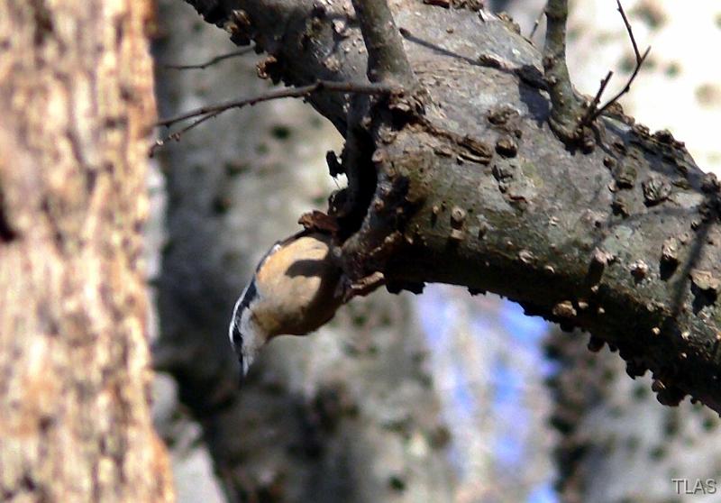 Red-breasted Nuthatch 011208 020